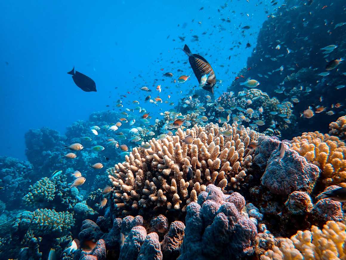 Fish and coral on the Great Barrier Reef - Australia