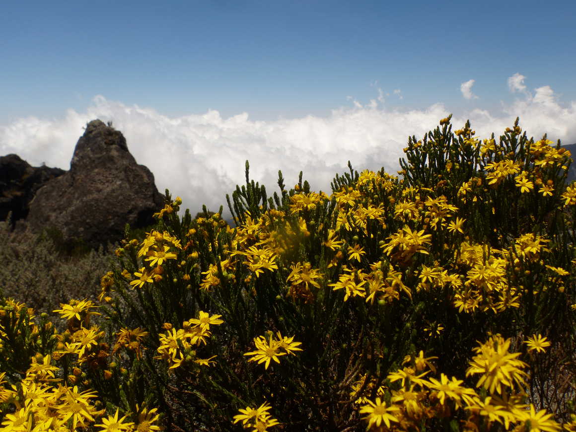 Flora during Mount Kilimanjaro ascent