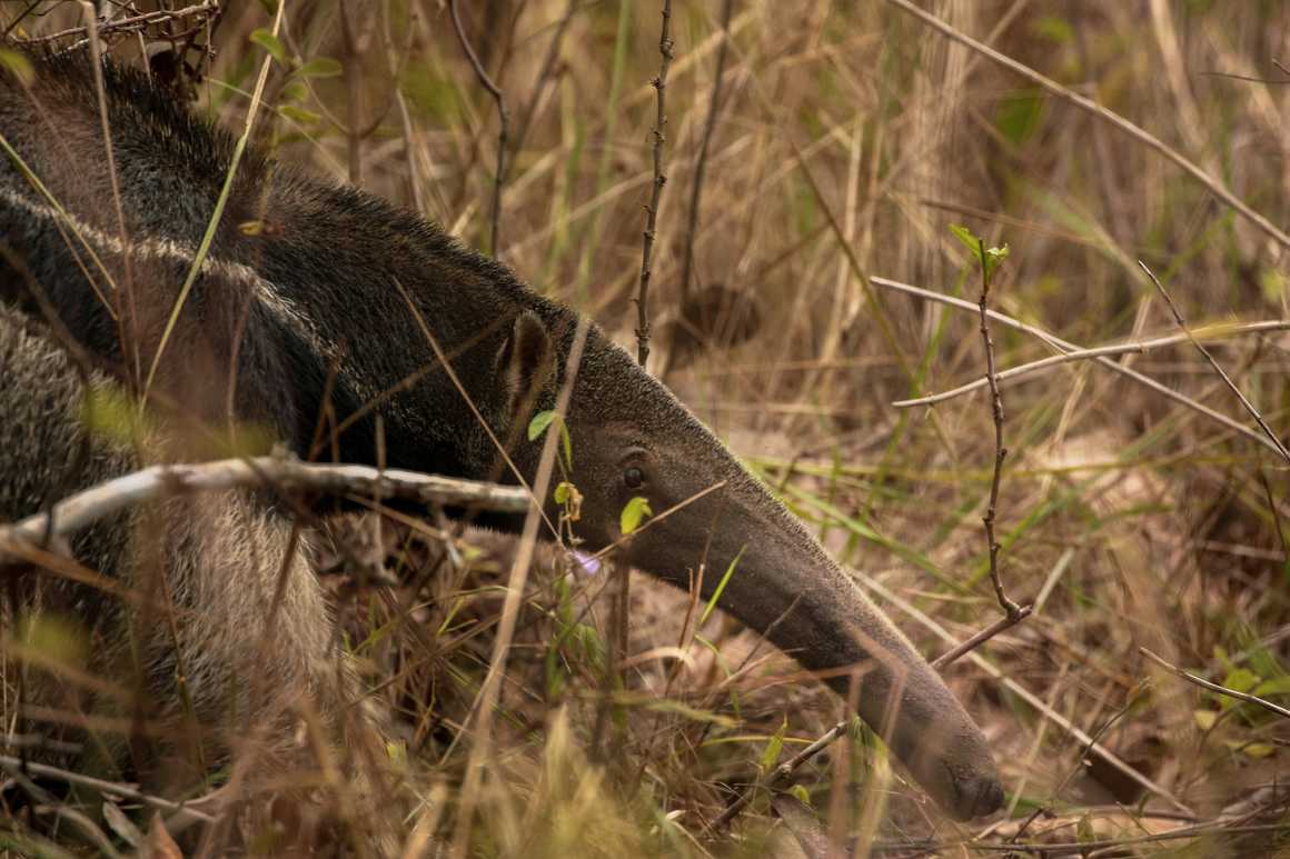 Giant anteater, Guyana