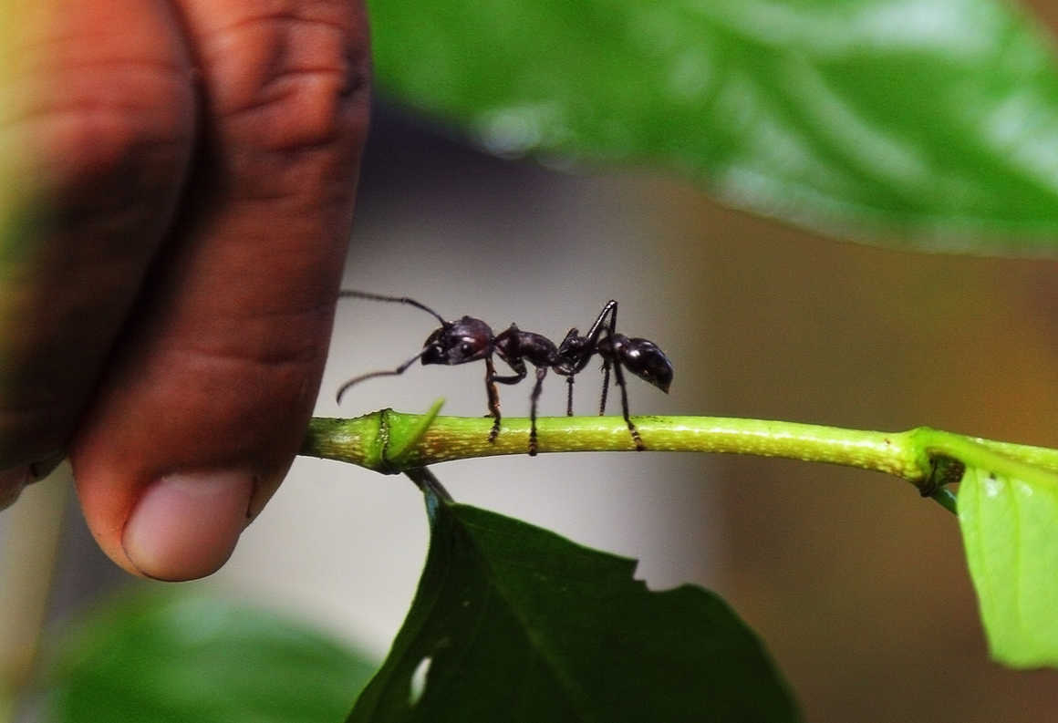 giant bullet ant next to a hand
