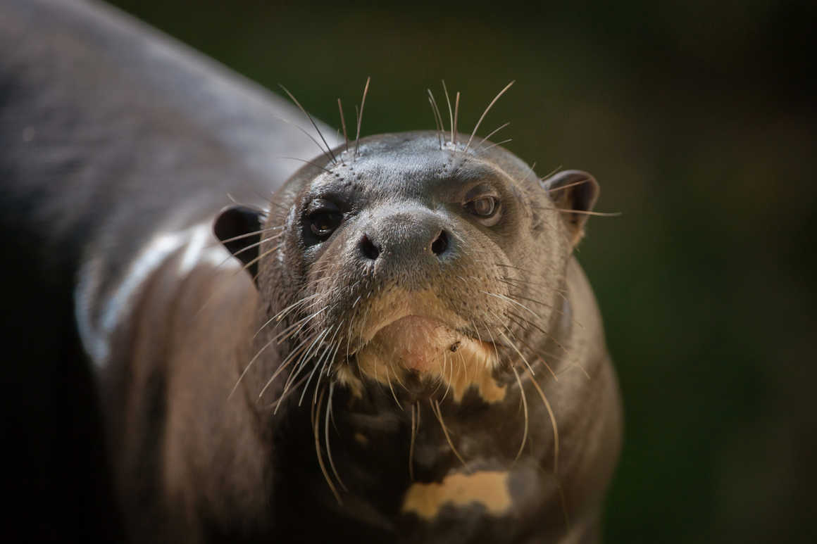 Giant otter, Guyana