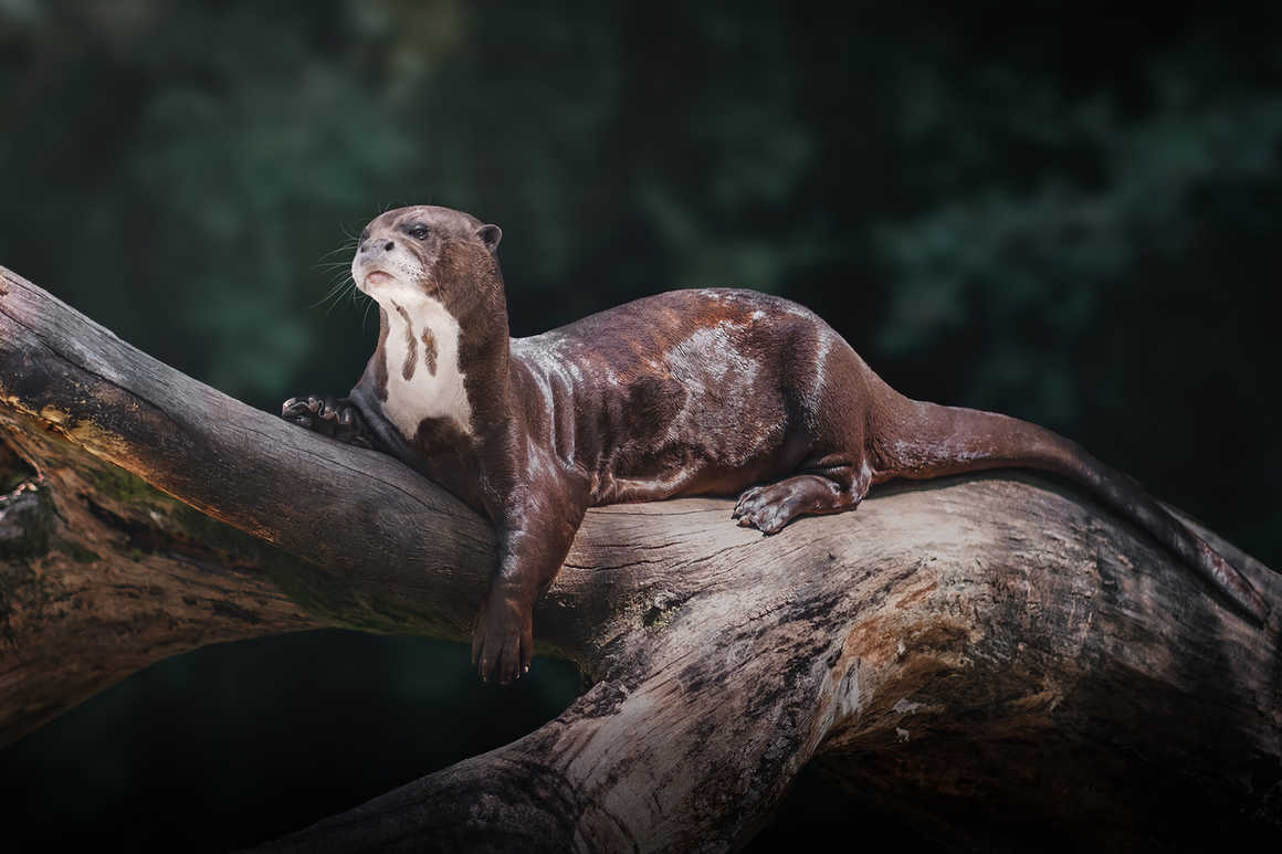 giant otter of the amazon