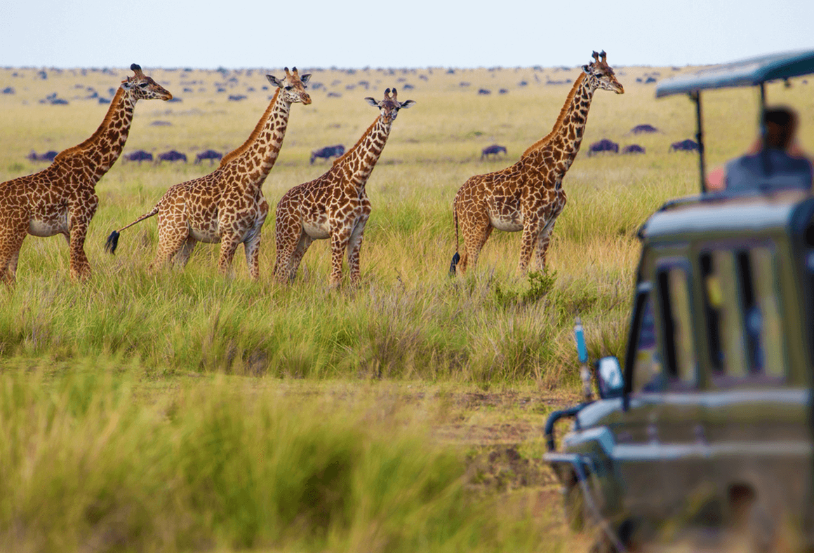 Giraffe on Safari, Tanzania