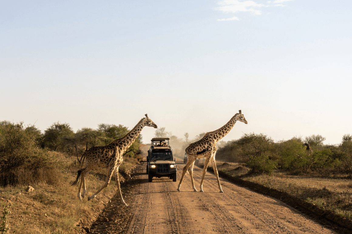 Giraffes crossing safari road