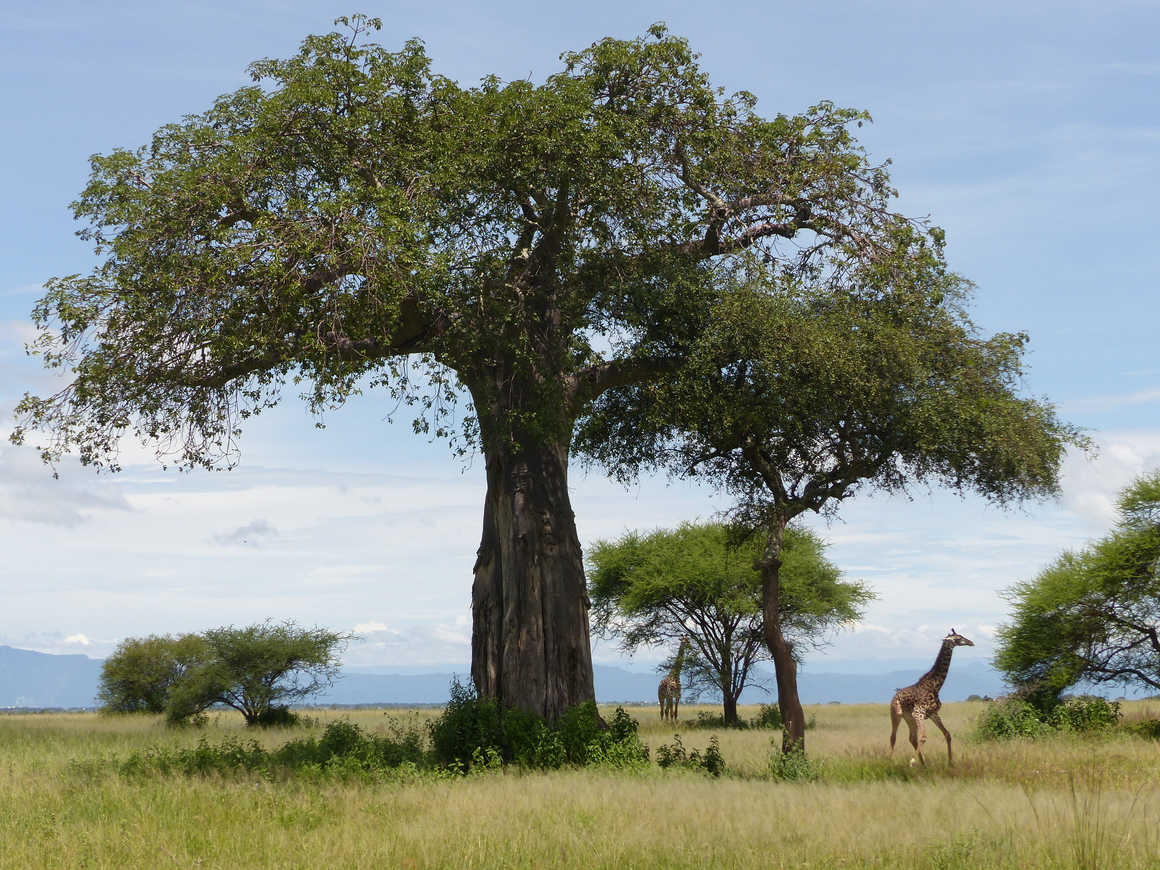 Giraffes in the Serengeti National Park