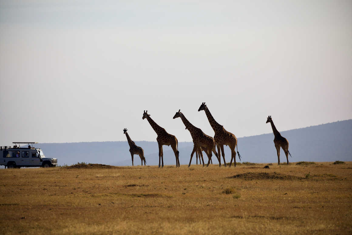 Giraffes on the Serengeti National Park