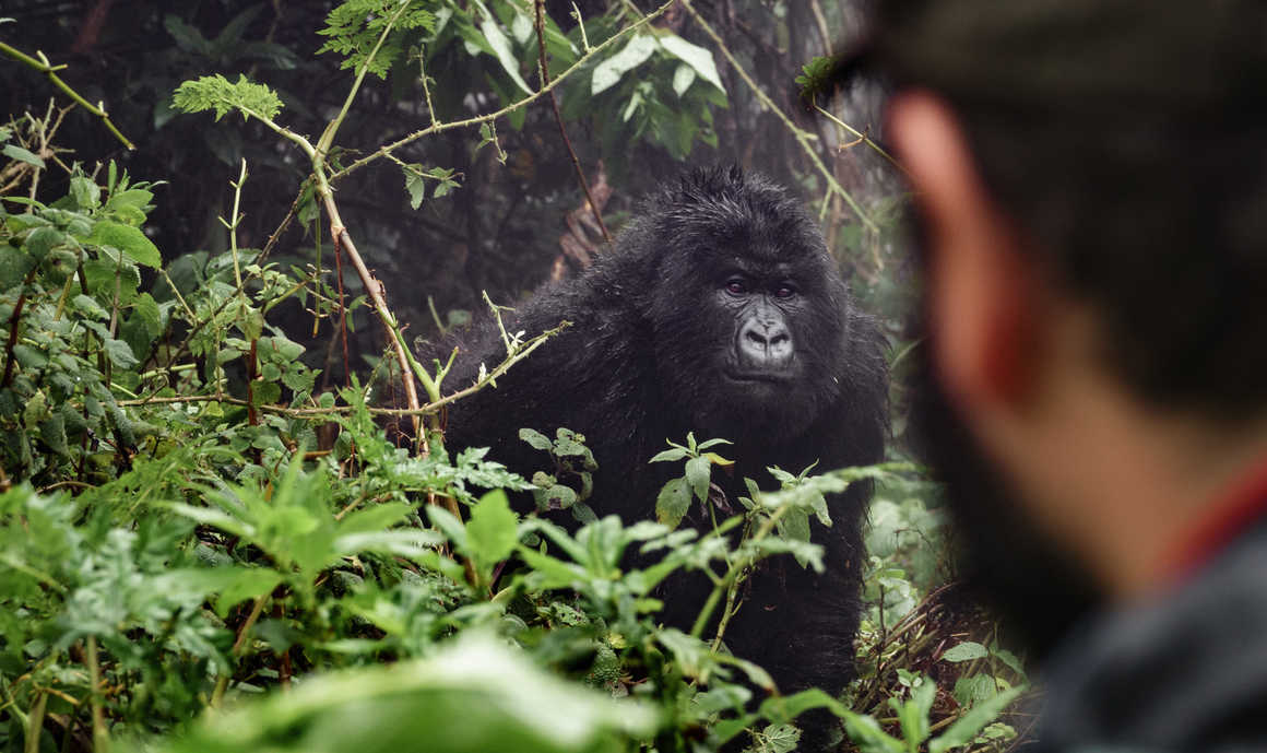 Gorilla trekking in Rwanda