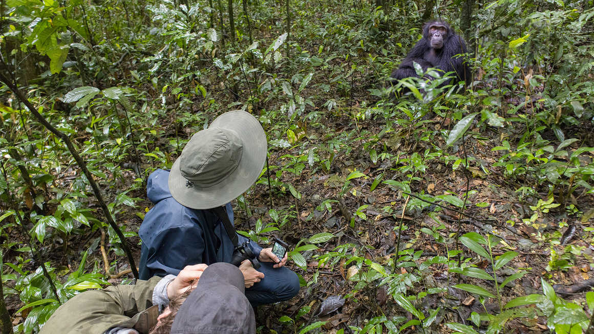 Gorilla wathcing in Uganda