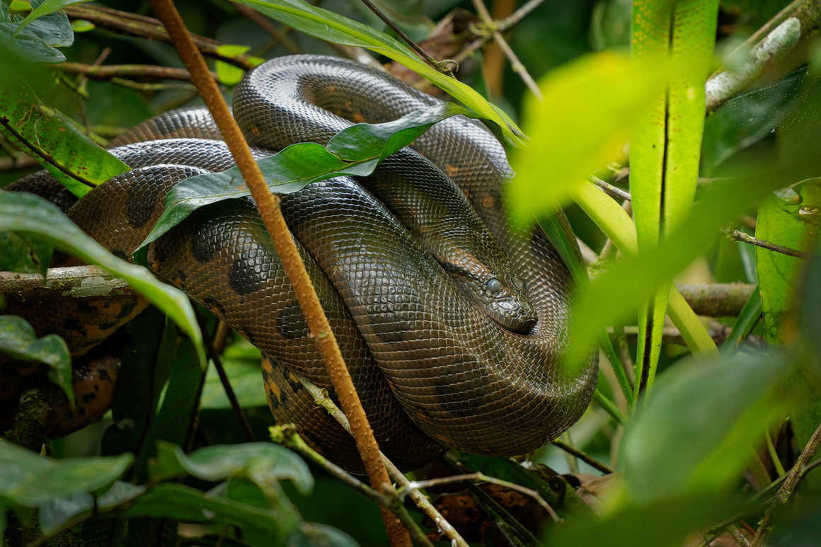 green anaconda coiled in Peru