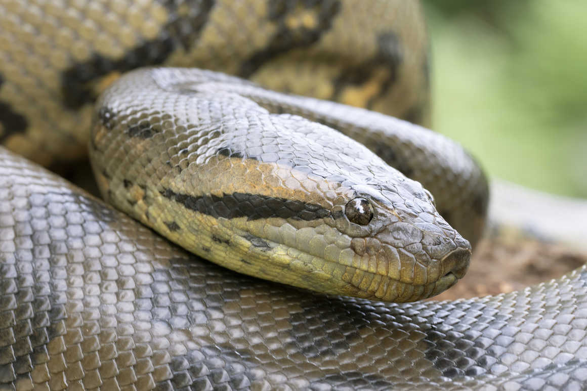 Green anaconda, Guyana