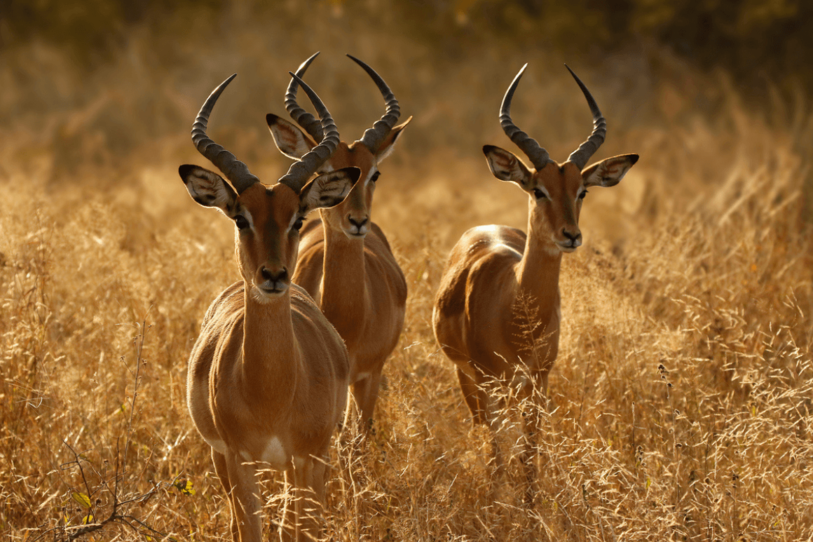 Group of Impala