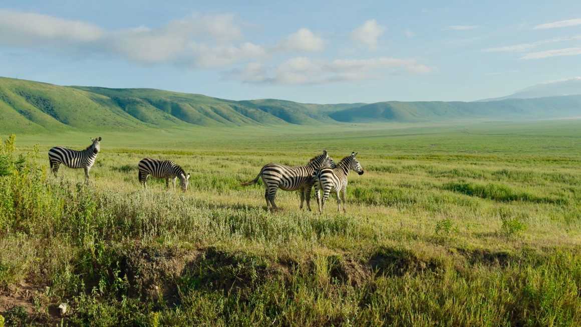 Group of zebra in the Ngorongoro crater