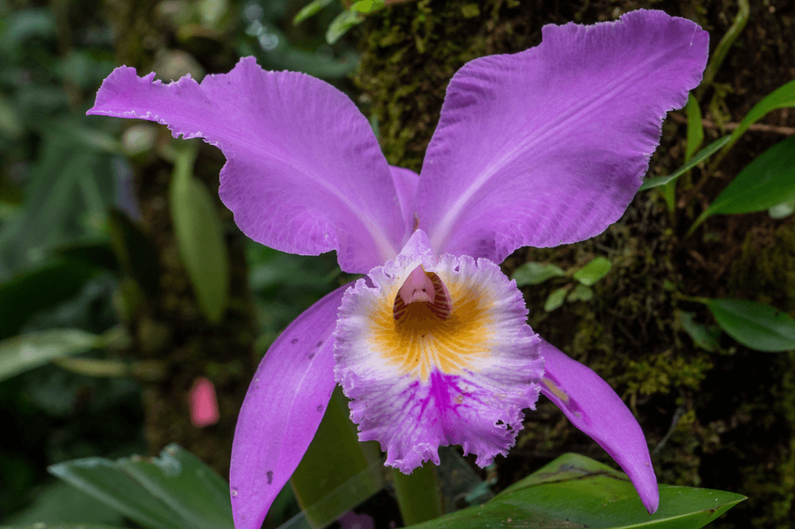 Guaria morada orchid
