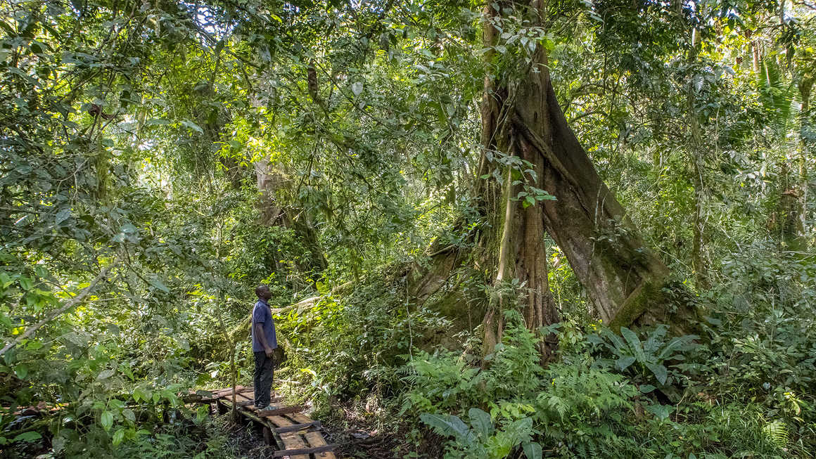 Guide looking at the forest canopy in Uganda