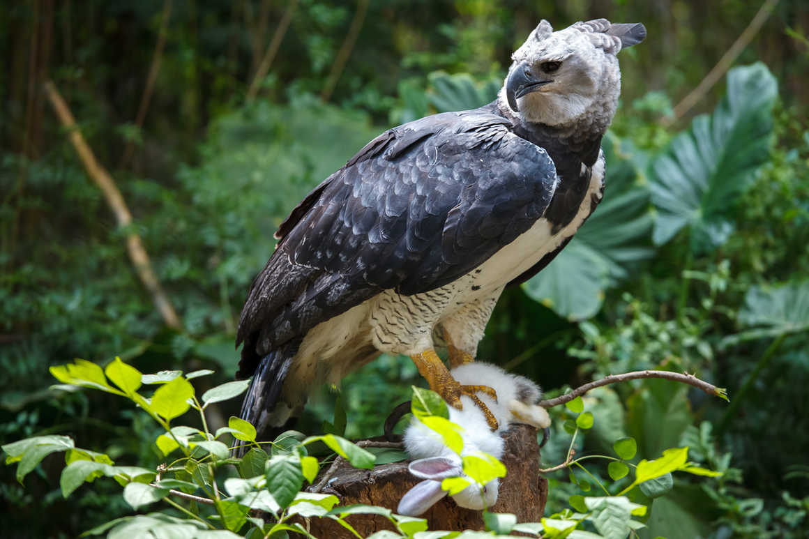 harpy eagle with its prey