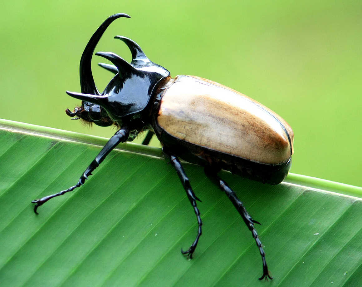 hercules beetle on a leaf in Peru
