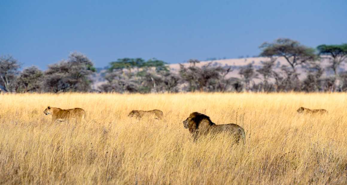 Herd of lions in the savannah