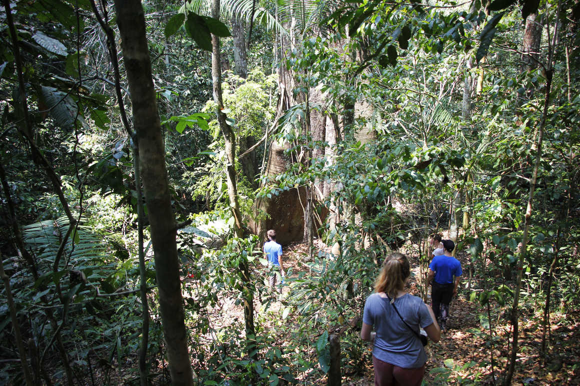 Hikers in the Amazon rainforest