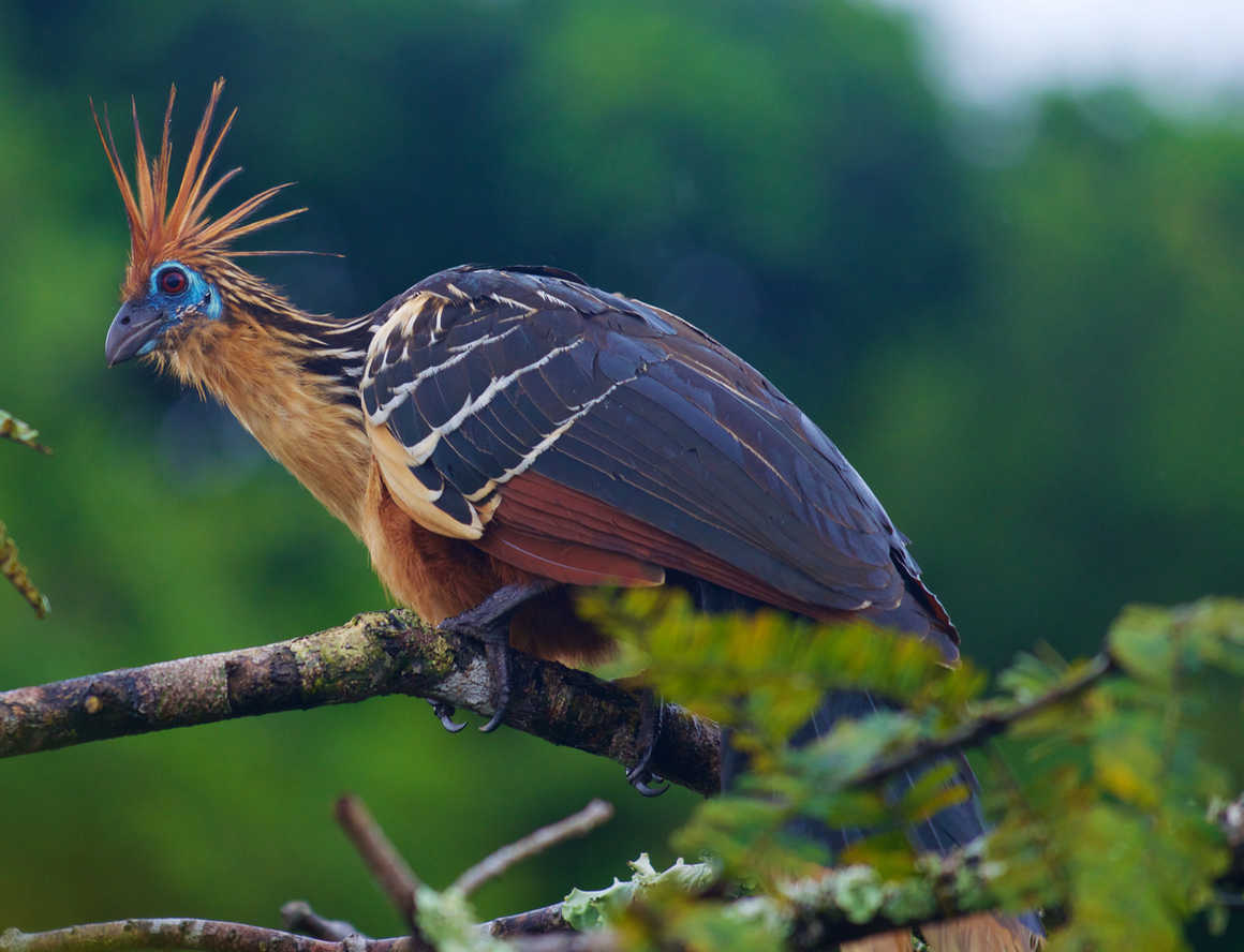 Hoatzin in the Amazon