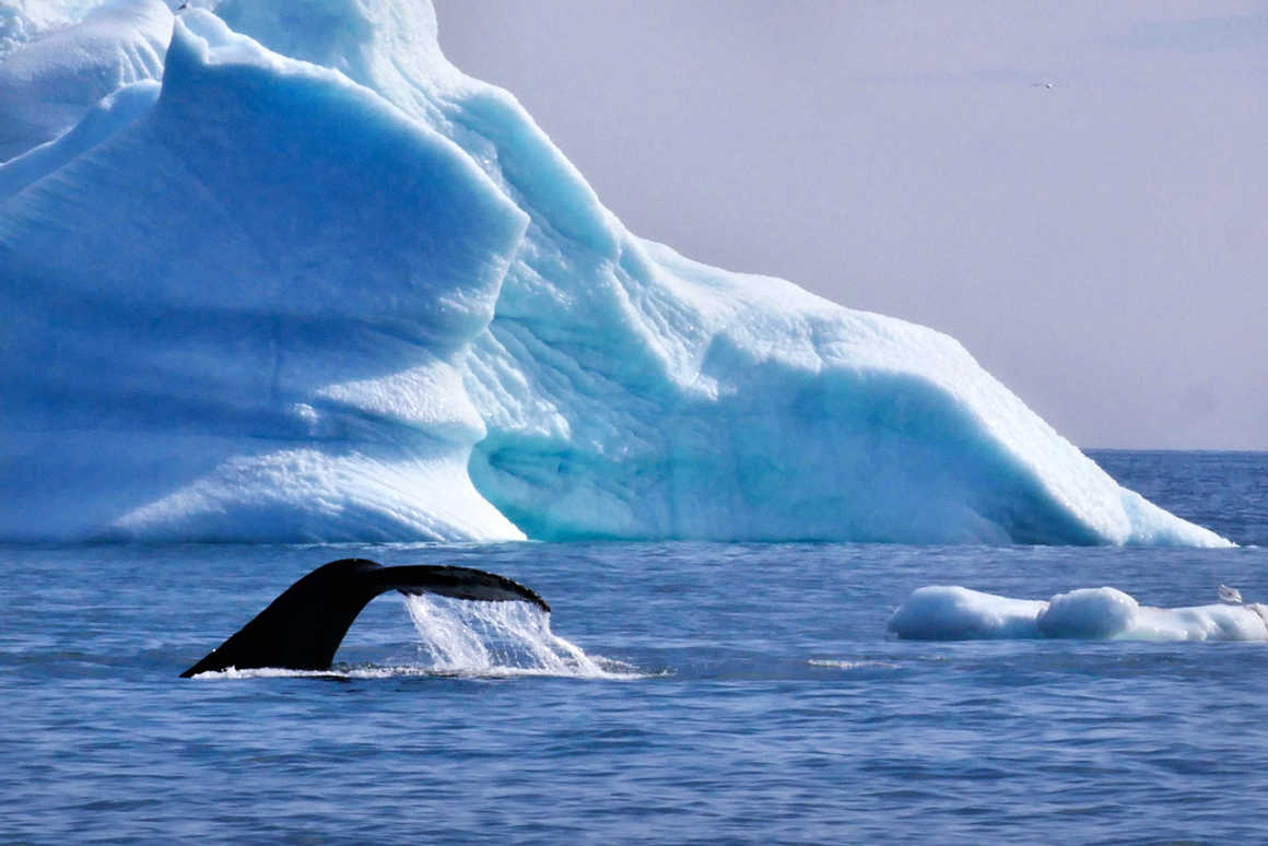 Humpback whale in Greenland