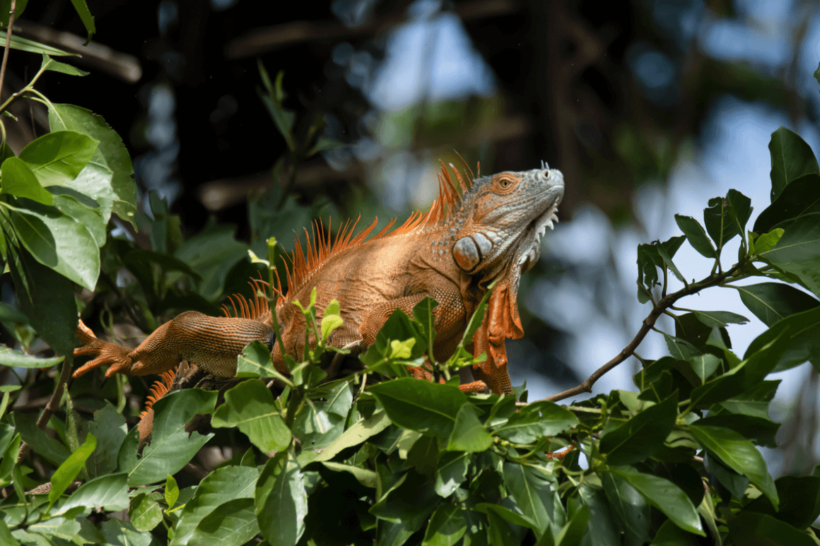 Iguana basking in the sun of Costa Rica