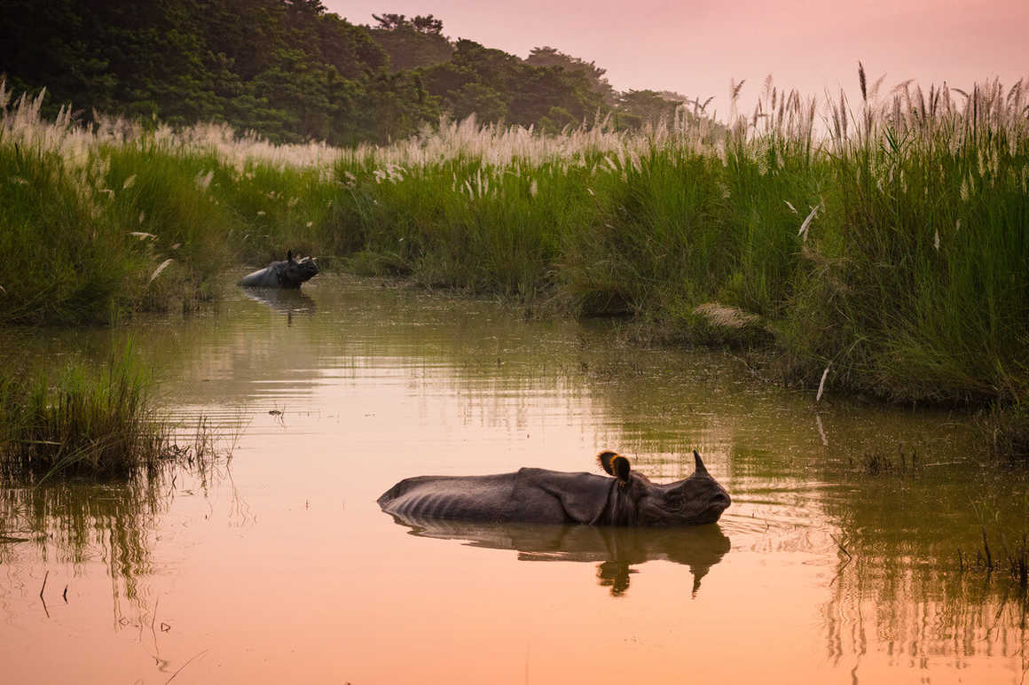 Indian one horned rhinoceros bathing in a river at dawn, in Chitwan National Park, Nepal
