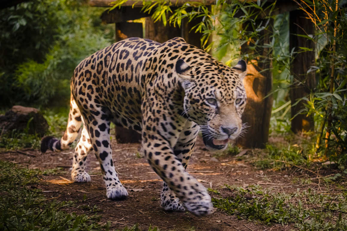 Jaguar in the amazon
