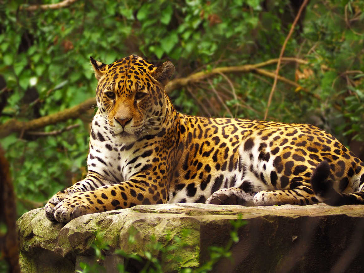 Jaguar in the Amazon Rainforest in Guyana