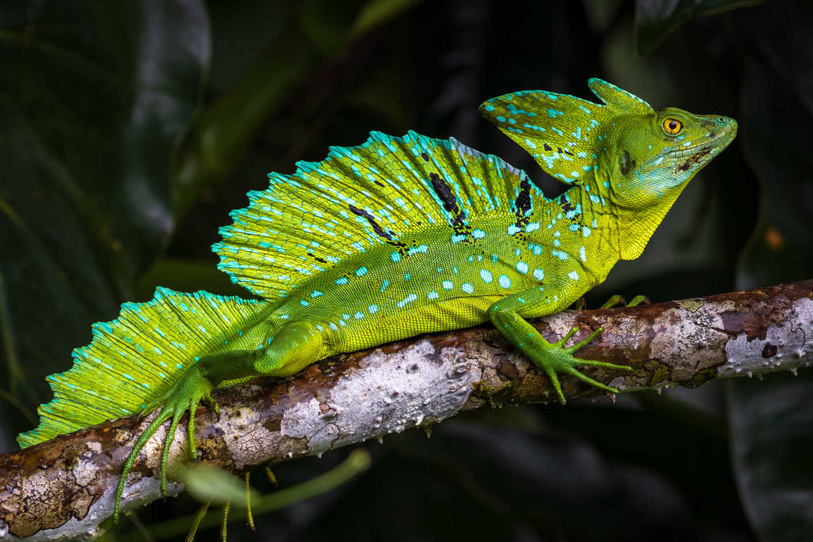 jesus lizard in the amazon