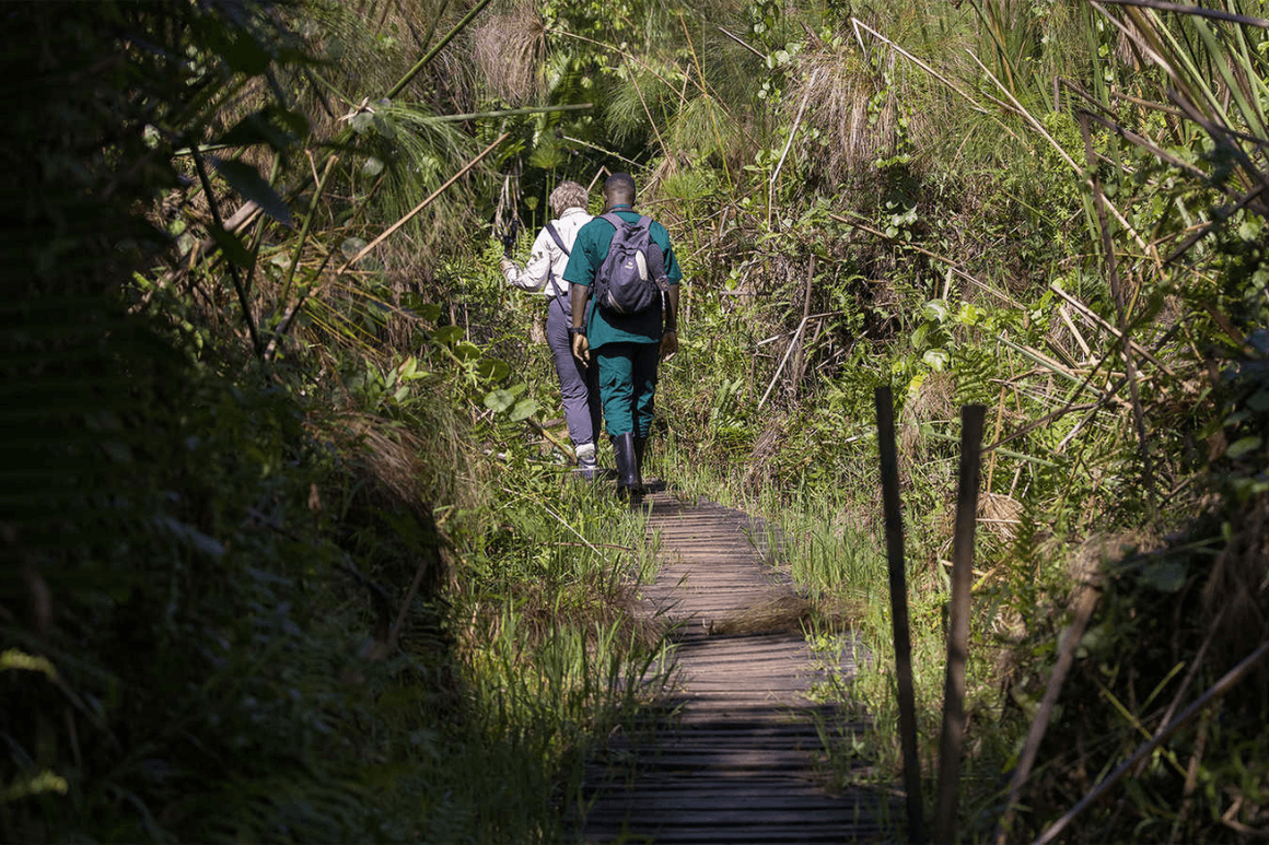 Kandoo trekker and guide in Ugandan forest walking into the distance