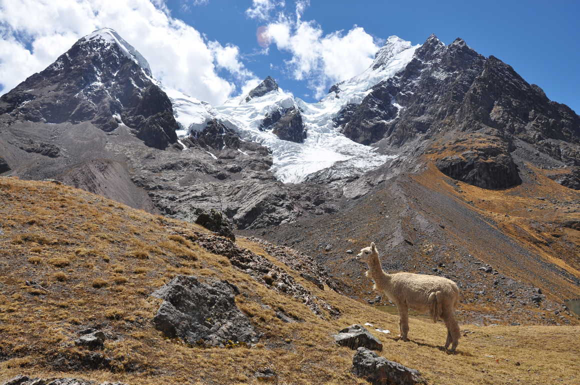 Lama during the Ausangate trek