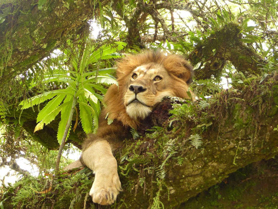 Lion in the Serengeti National Park