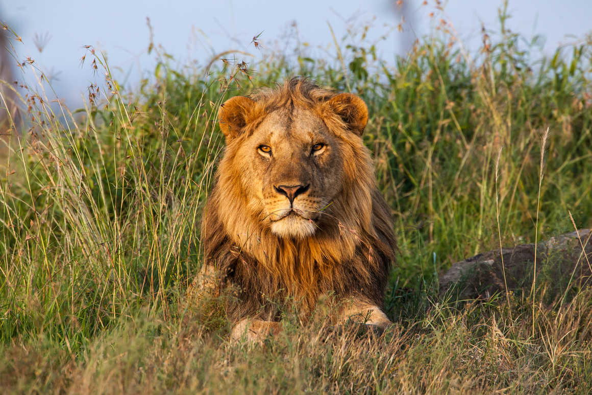 Lion, Tanzania Safari