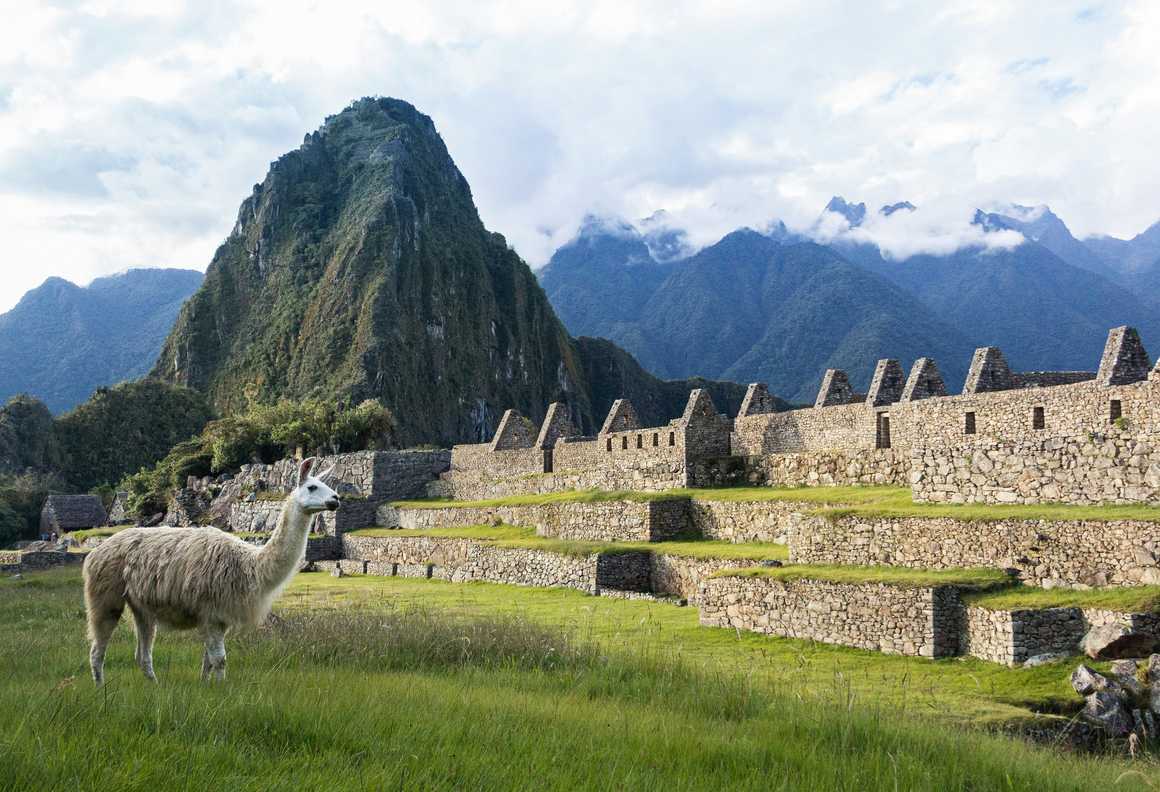 Local wildlife grazing in front of Machu Picchu