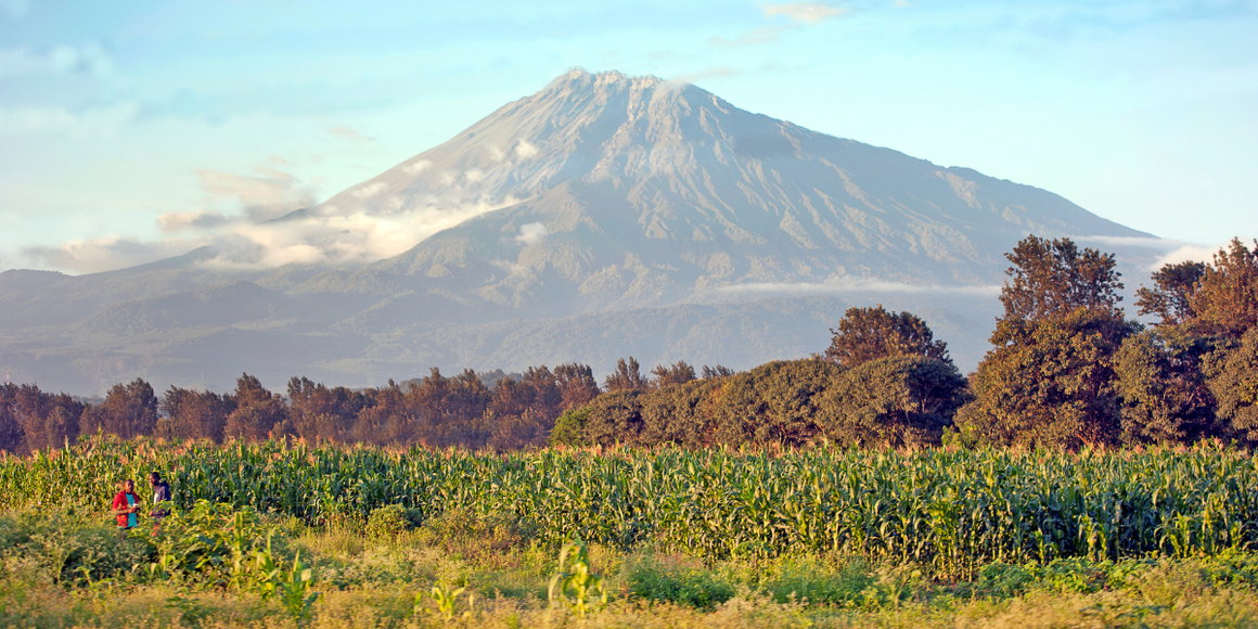 Maize crops in front of Mount Meru
