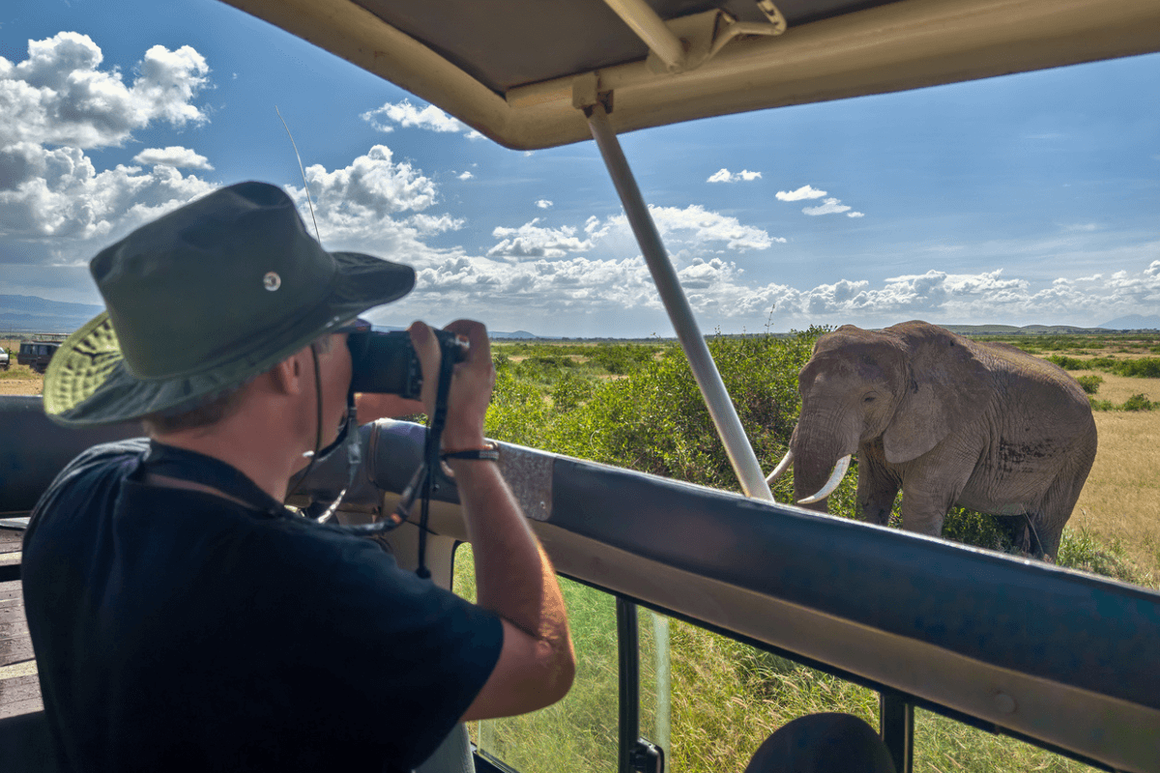 Man taking photograph from safari vehicle of elephant grazing