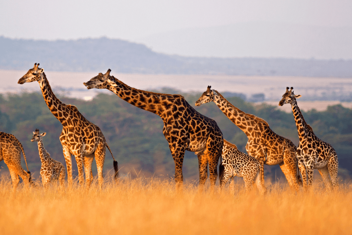 Masai giraffe of all sizes in a row against rolling landscape of the Masai Mara, Kenya