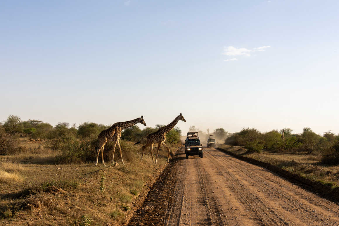 Masai giraffe walk across a dirt road in front of a safari vehicle on the savannah plains of Serengeti National Park