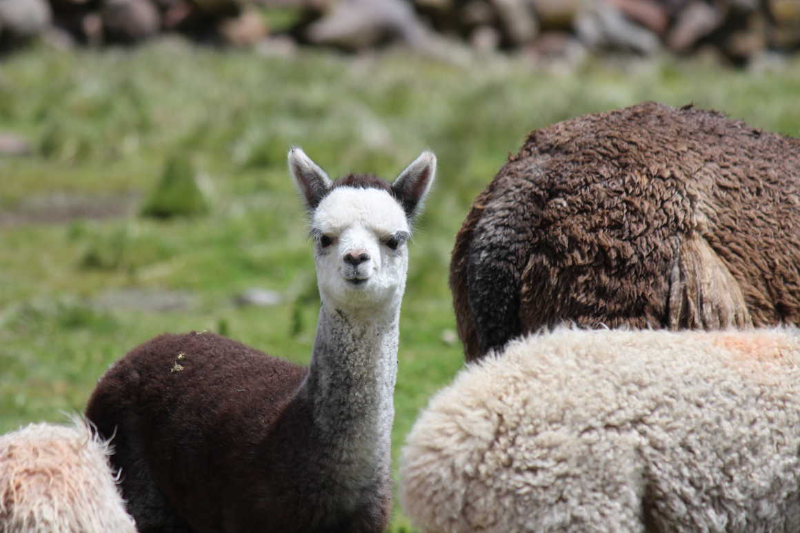 Meeting a lama during the Ausangate trail