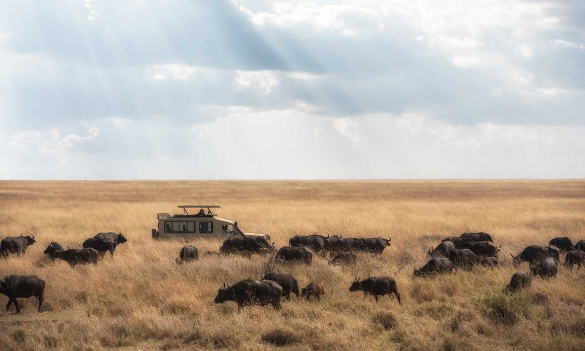 Meeting with a herd of buffalos