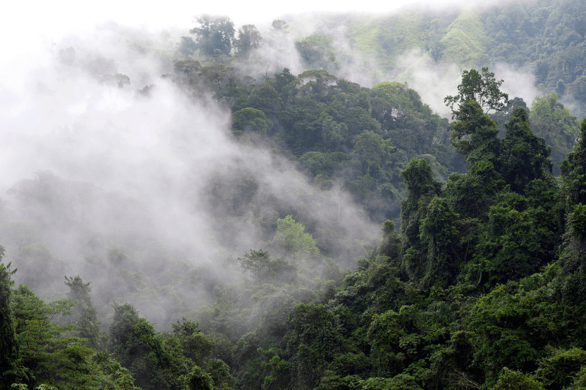 Mist in the valley of this Cloud Forest landscape at Santa Juana Reserve, Costa Rica
