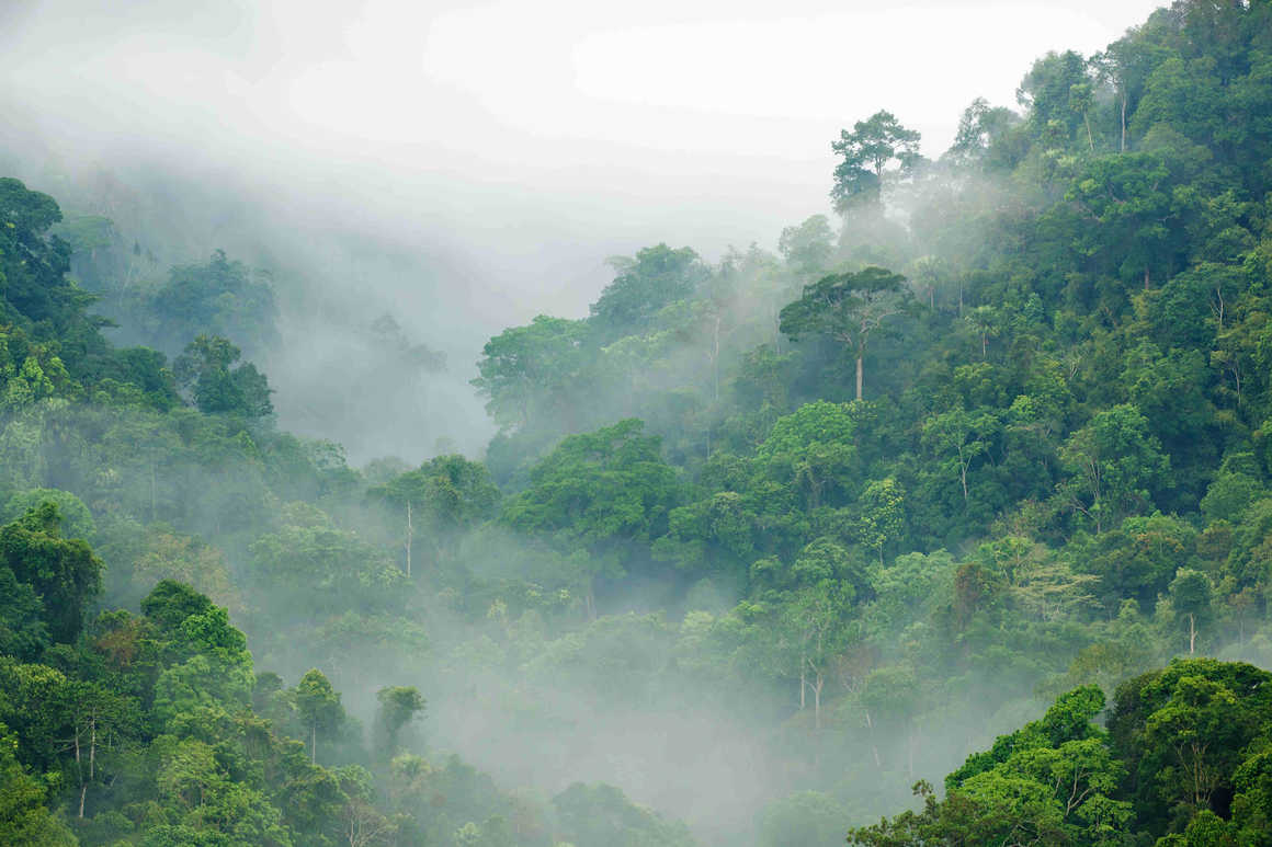 mist-rising-over-the-rainforest