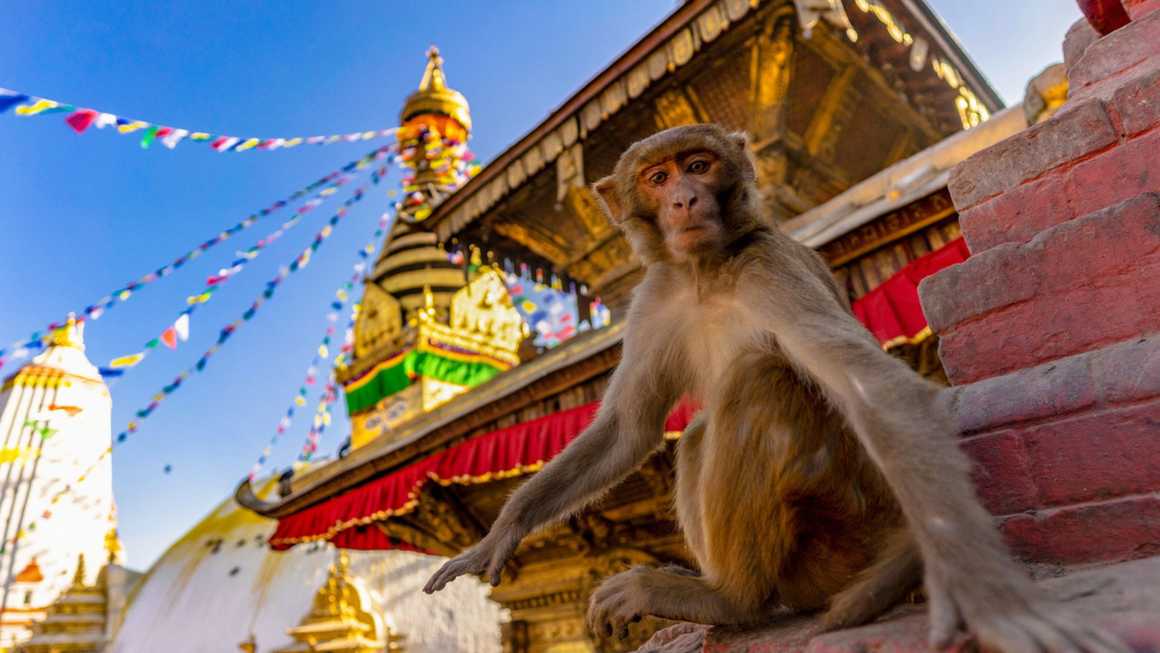 Monkey looking at the camera at Swayambhunath  Monkey Temple