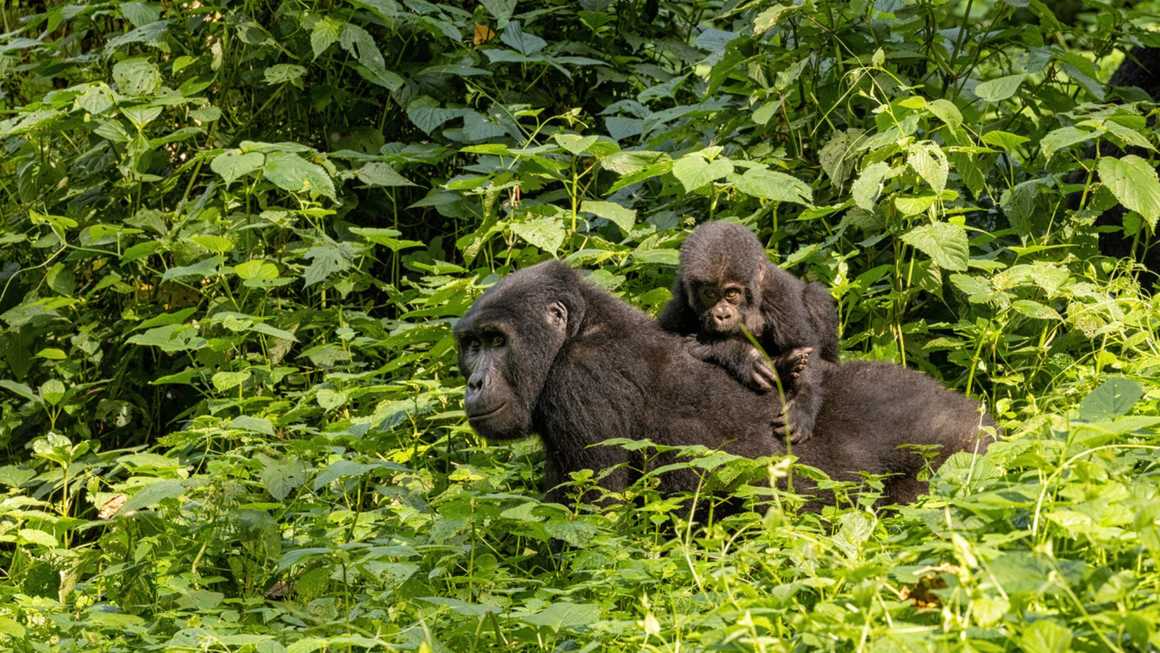 Mother and baby gorilla in Bwindi, Uganda