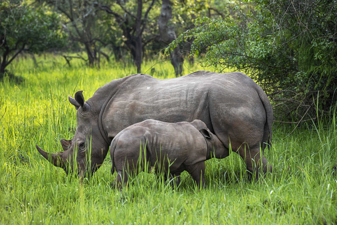 Mother and baby southern white rhino, Ziwa Rhino Sanctuary