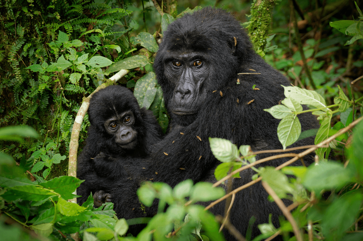 Mother and young grauer gorillas resting together in forest