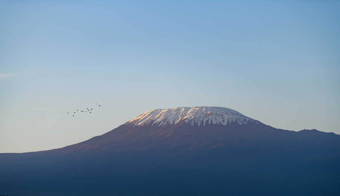 Mt Kilimanjaro at sunrise with flock of birds