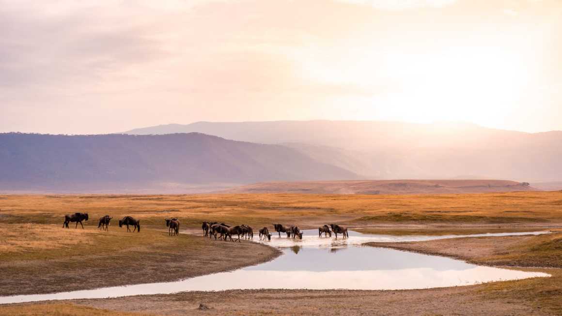 Ngoronogo crater wildlife at sunset