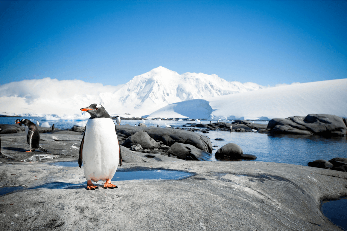 Penguin in the foreground with Antarctic sea ice, mountains and snow behind