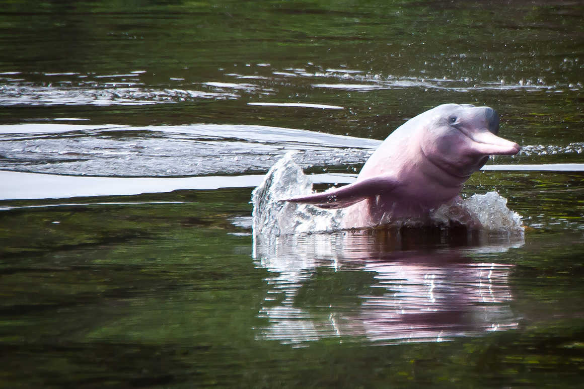 pink dolphin peru amazon